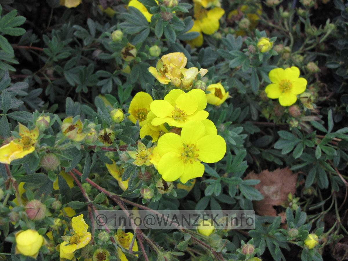 Potentilla fruticosa Sommerflor.JPG